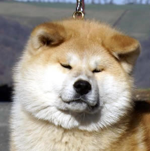 C'kitsune of Neko-Ken