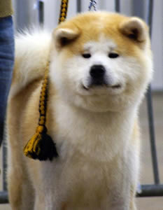 B'ryoken of Neko-Ken