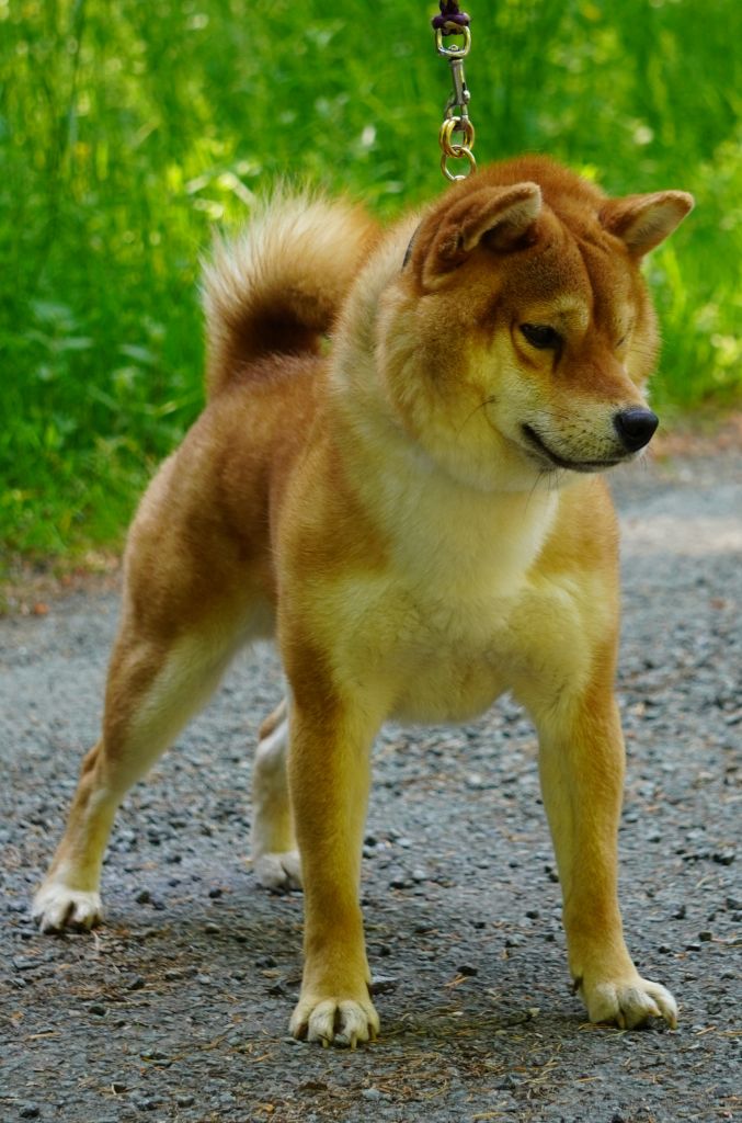 Makoto go kosiwa jp