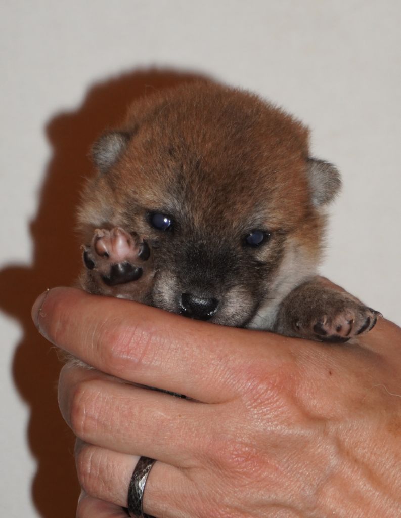 Chiot Shiba of Neko-Ken