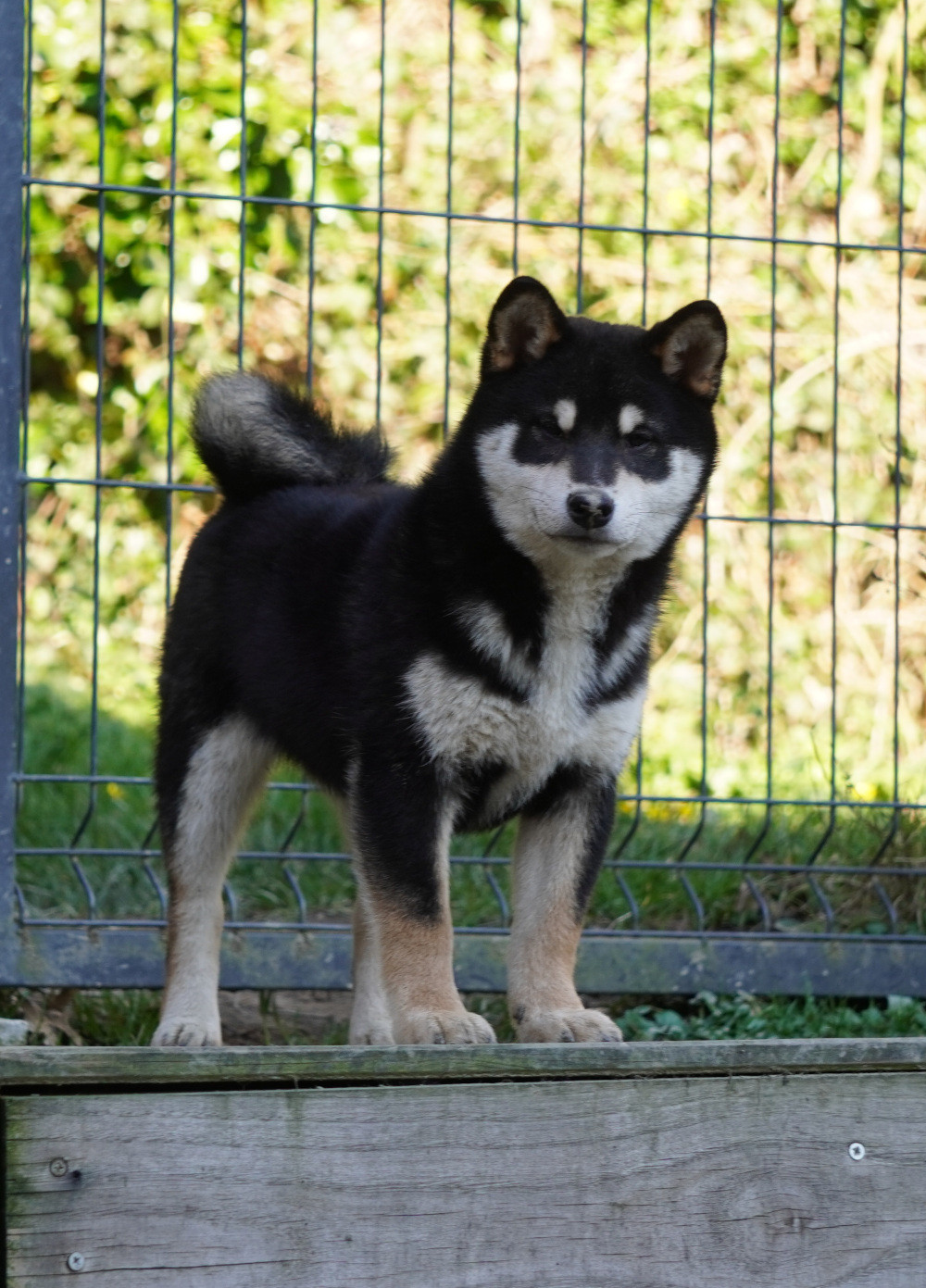of Neko-Ken - Chiots disponibles - Shiba