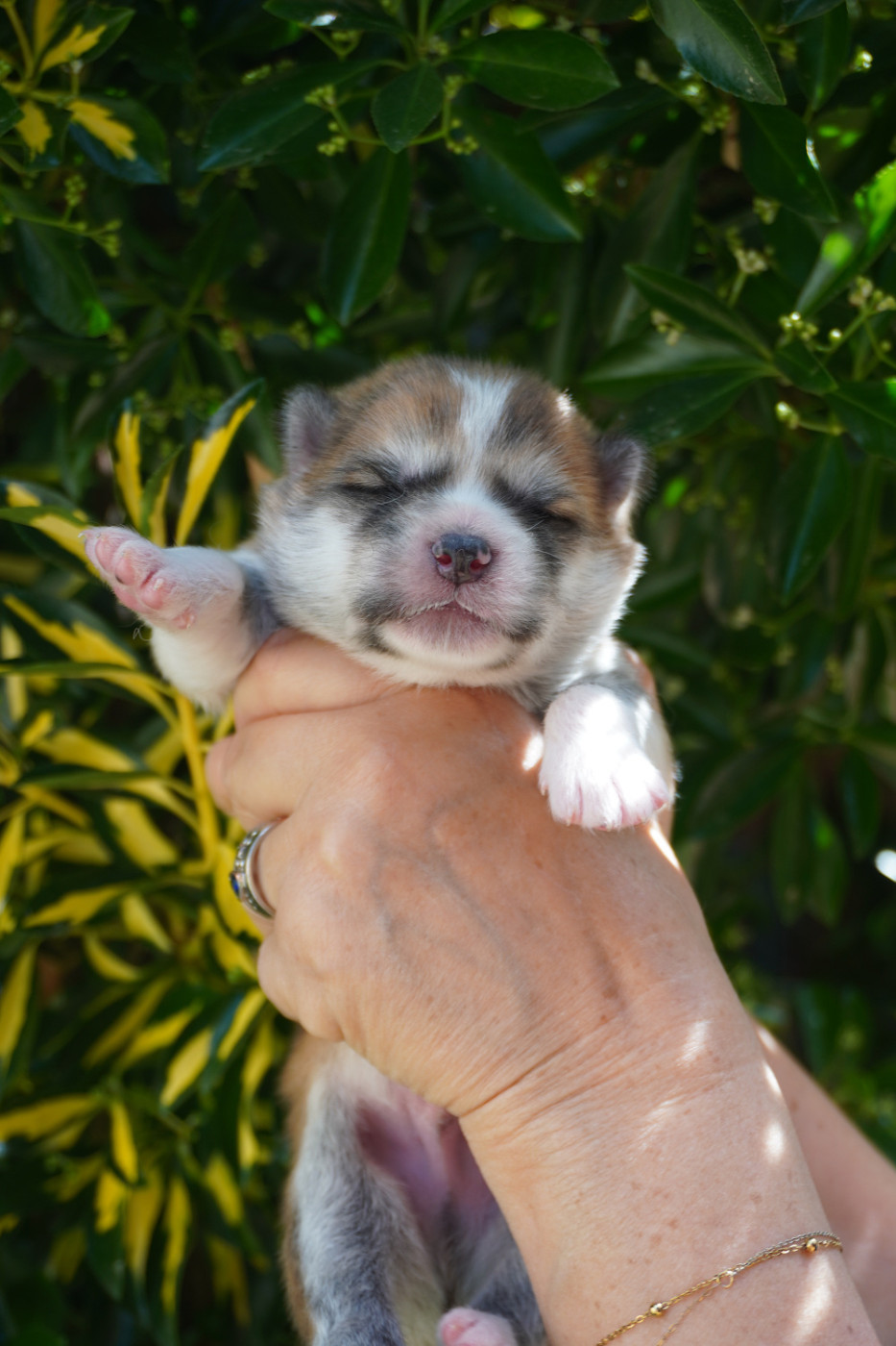 of Neko-Ken - Chiots disponibles - Akita