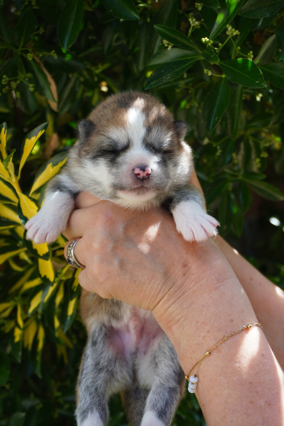 of Neko-Ken - Chiots disponibles - Akita