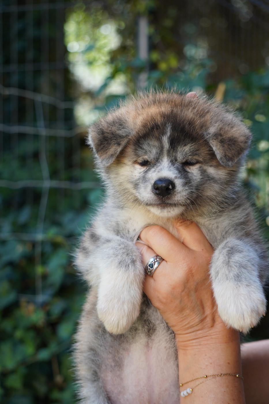of Neko-Ken - Chiots disponibles - Akita