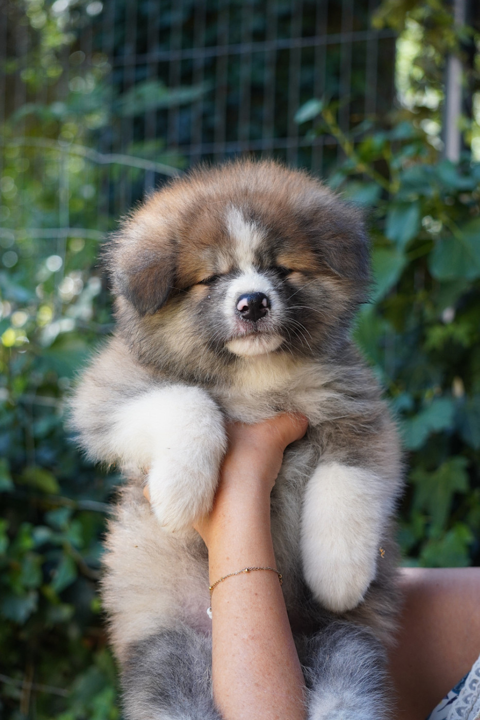 of Neko-Ken - Chiots disponibles - Akita