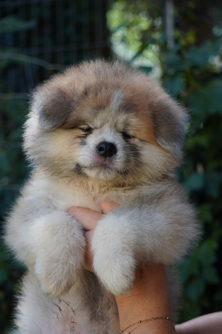 of Neko-Ken - Chiots disponibles - Akita