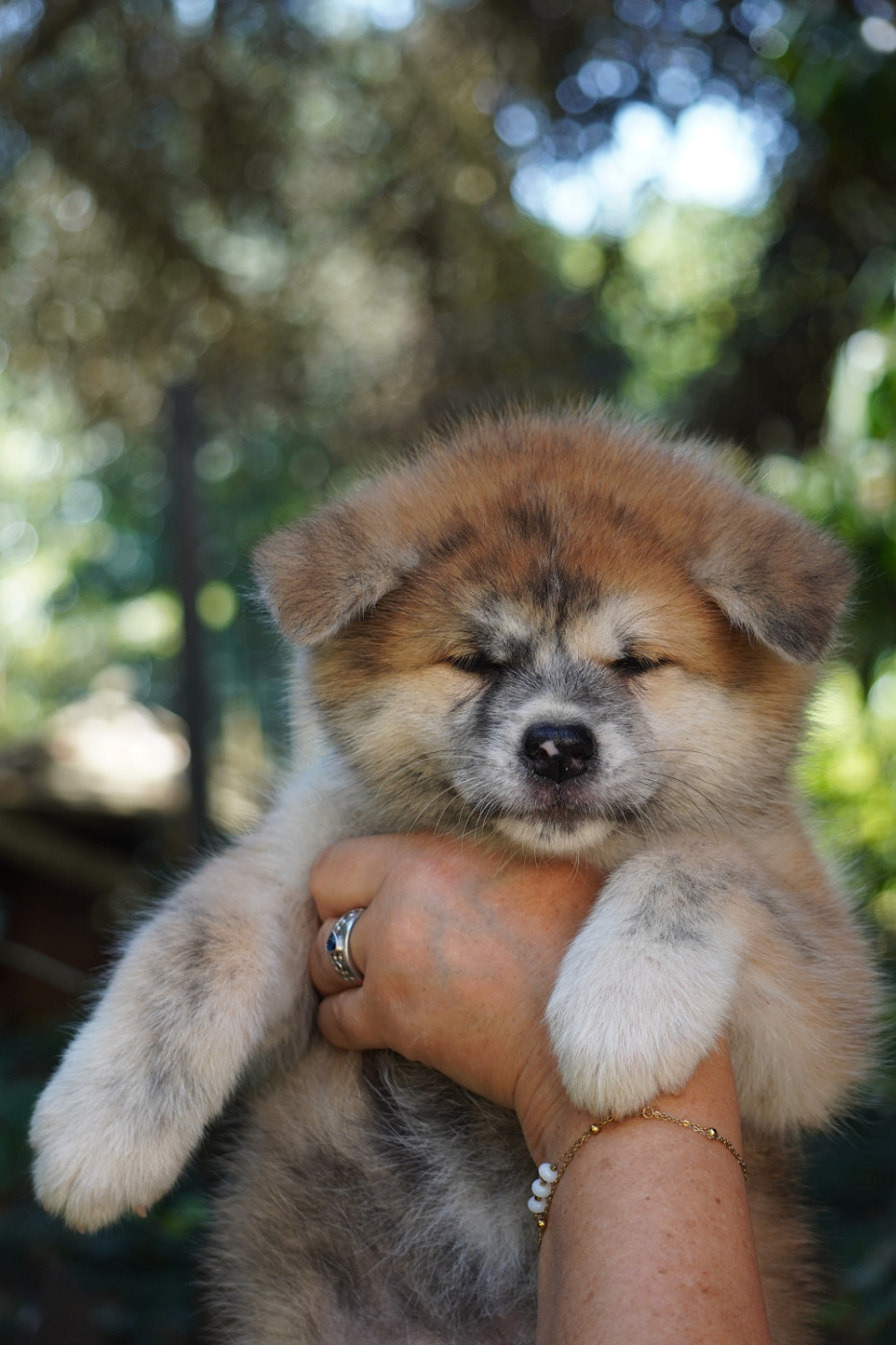 of Neko-Ken - Chiots disponibles - Akita