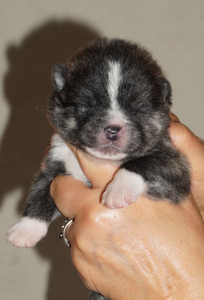 of Neko-Ken - Chiots disponibles - Akita