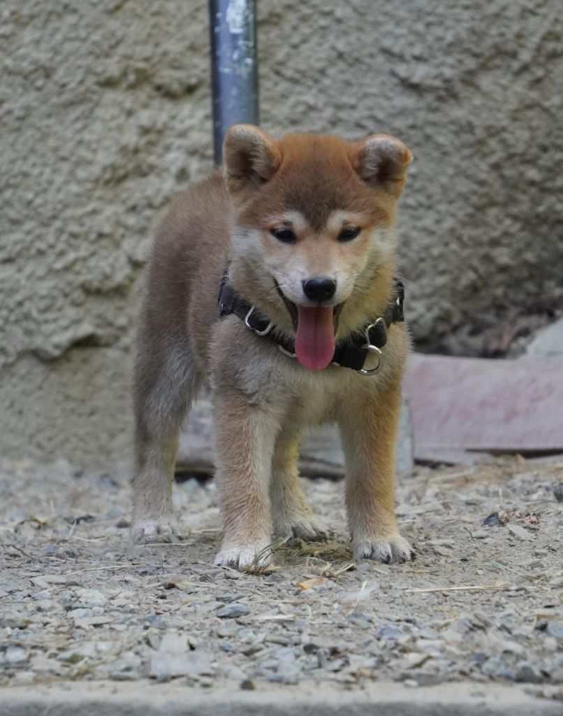 of Neko-Ken - Chiots disponibles - Shiba