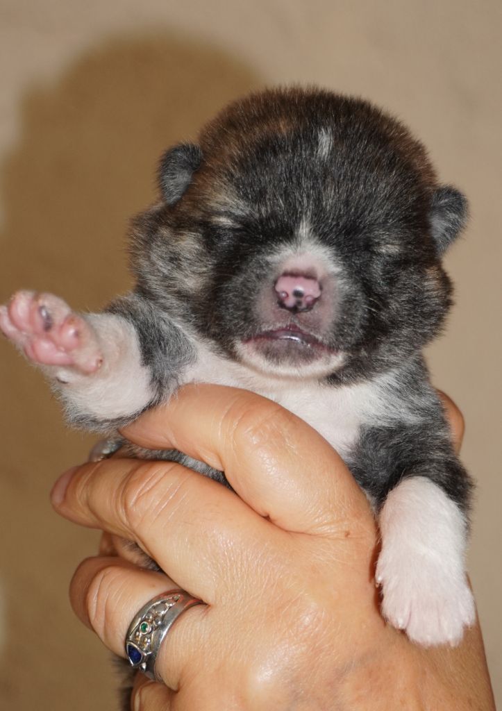 of Neko-Ken - Chiots disponibles - Akita