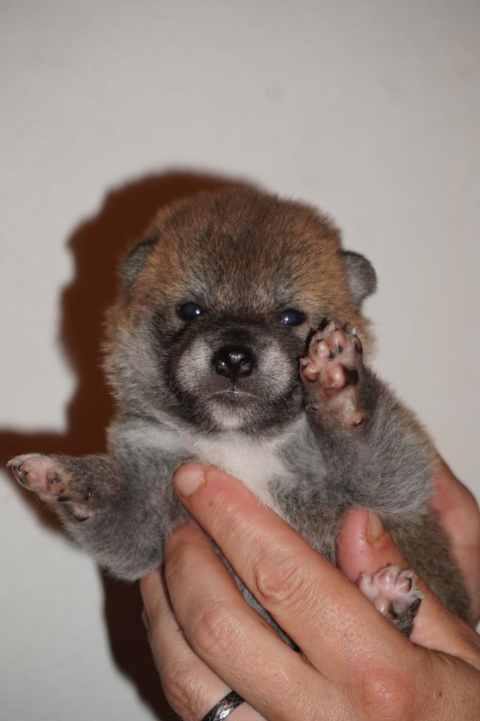 of Neko-Ken - Chiots disponibles - Shiba