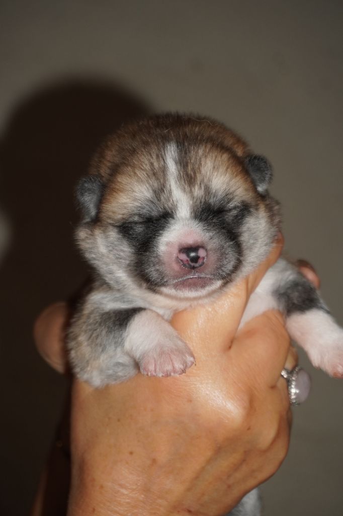 of Neko-Ken - Chiots disponibles - Akita