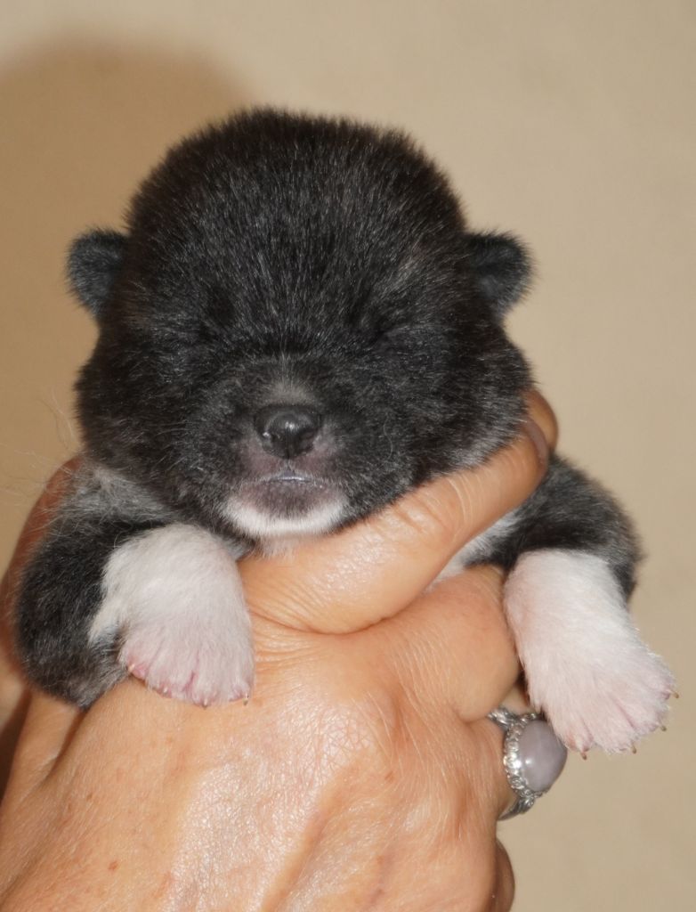 of Neko-Ken - Chiots disponibles - Akita