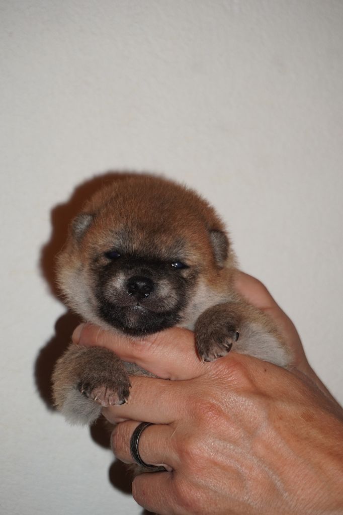 of Neko-Ken - Chiots disponibles - Shiba