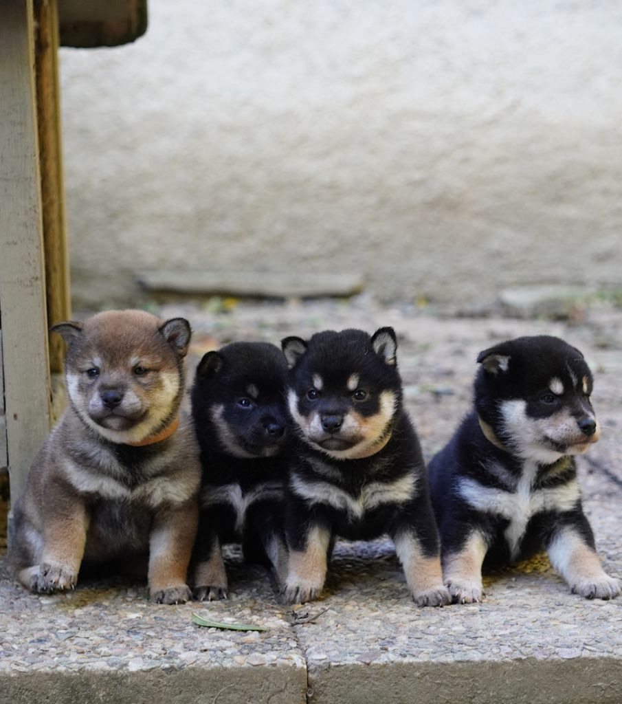 of Neko-Ken - Shiba - Portée née le 03/10/2025