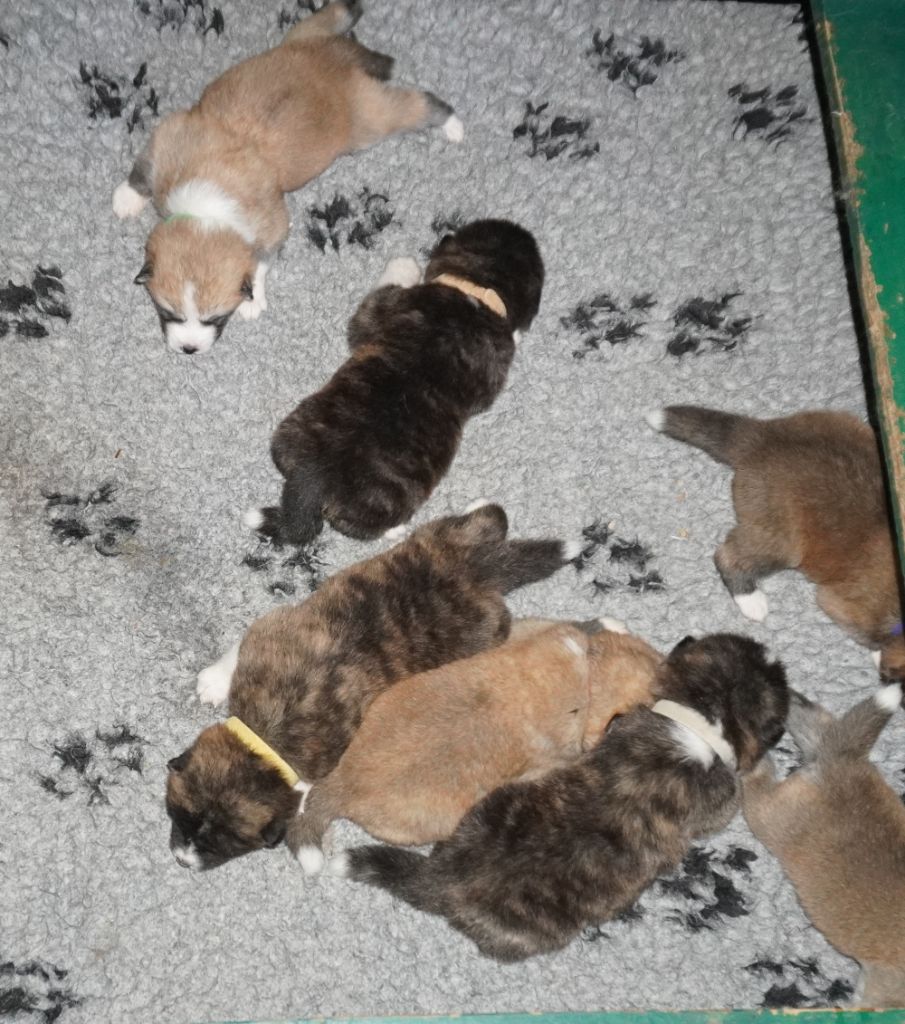 Chiot Akita of Neko-Ken