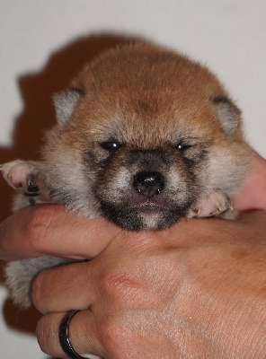 CHIOT