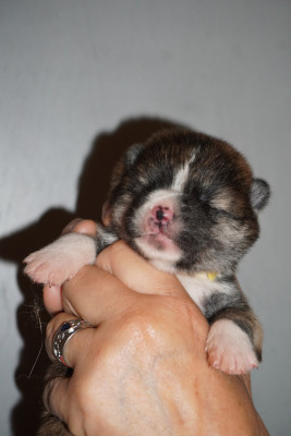 CHIOT 1