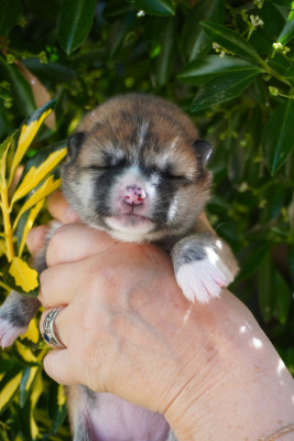 CHIOT 2