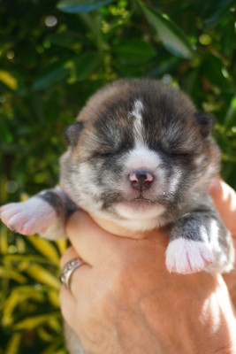 CHIOT 3