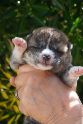 CHIOT 4