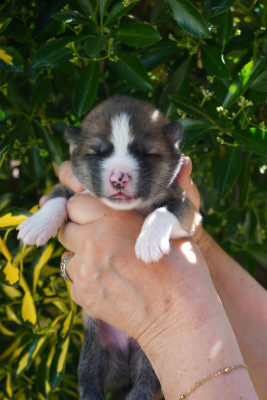 CHIOT 5
