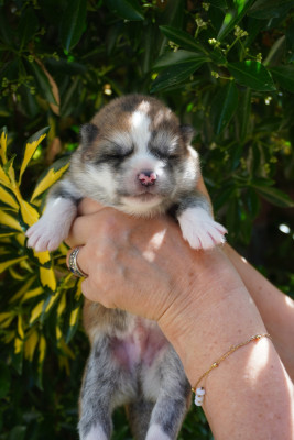 CHIOT 7