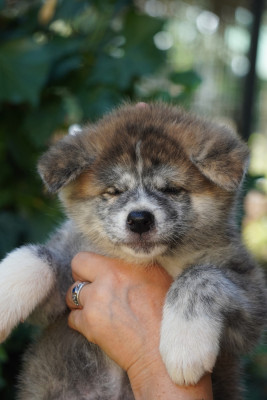 CHIOT 1