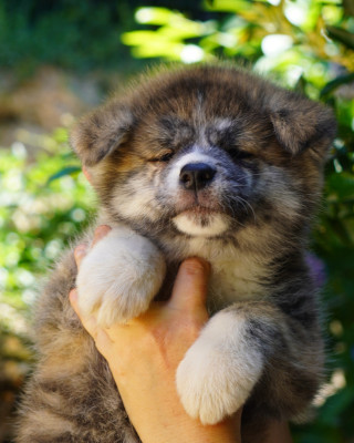 CHIOT 4