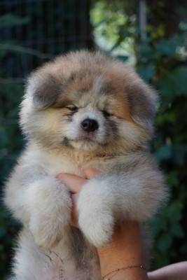CHIOT 6