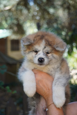 CHIOT 7