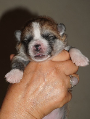 CHIOT