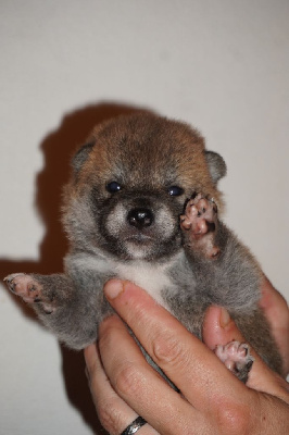CHIOT