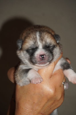 CHIOT