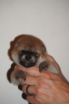 CHIOT
