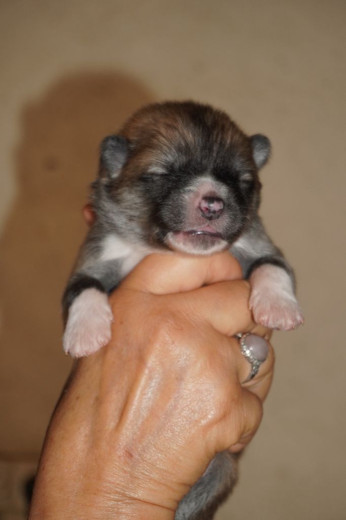 of Neko-Ken - Chiots disponibles - Akita