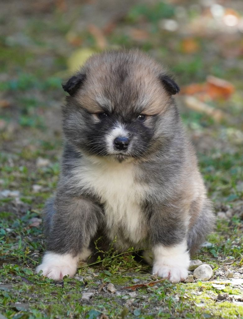 of Neko-Ken - Chiots disponibles - Akita
