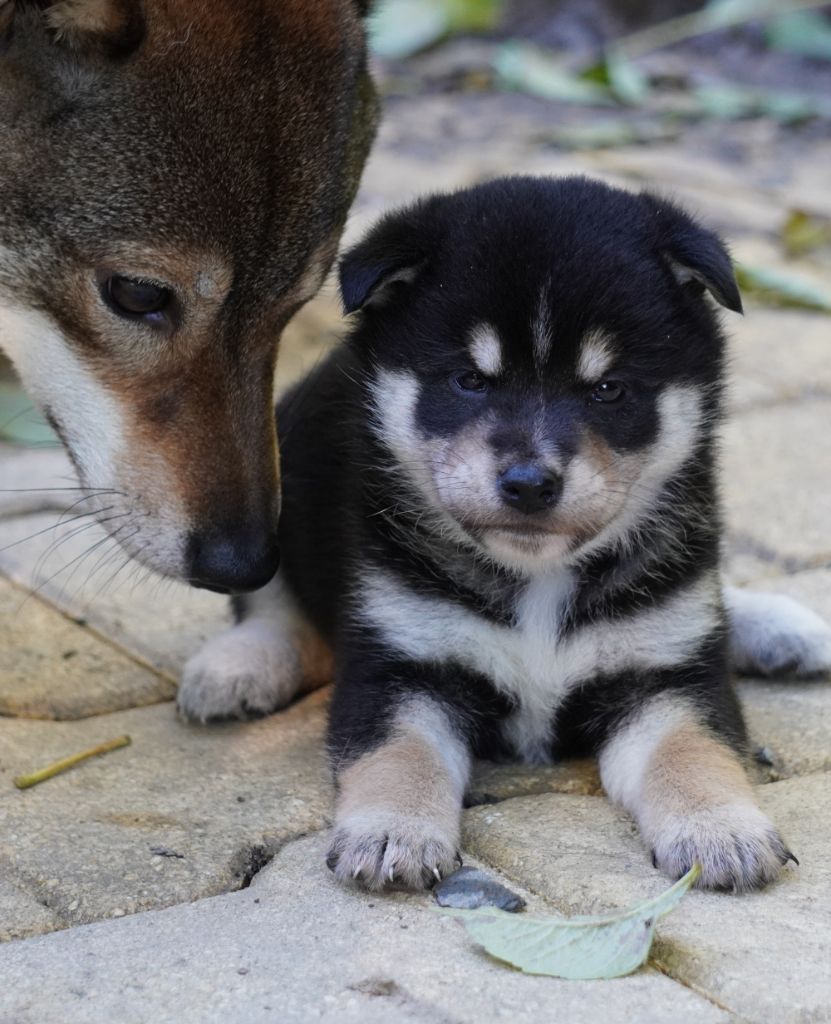 of Neko-Ken - Chiots disponibles - Shiba