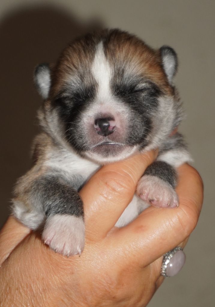 of Neko-Ken - Chiots disponibles - Akita